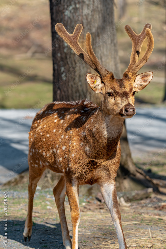 Naklejka premium A chital fawn, its fur dotted with delicate spots, takes a break from frolicking in the undergrowth of a vibrant forest.