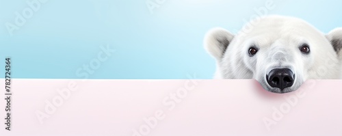 Cute white polar bear peeking from behind a pink banner on a blue background