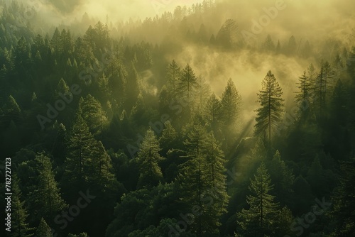 A majestic redwood forest bathed in morning light, panoramic vista emphasizing the towering trees © ktianngoen0128