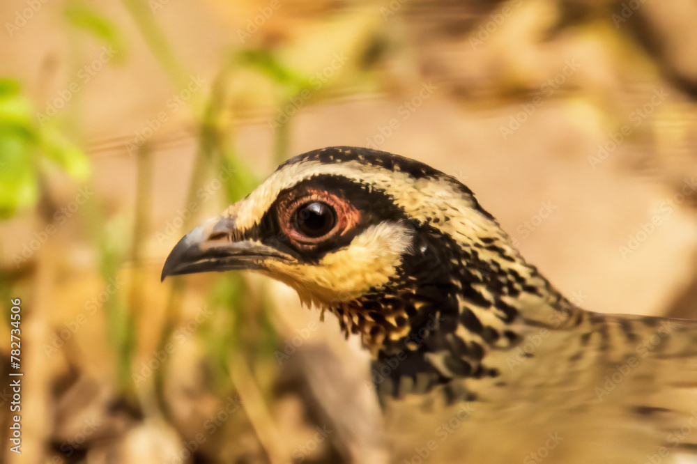 The Bar-backed Partridge (Arborophila brunneopectus) is a small bird native to montane forests of Southeast Asia, known for its distinctive barred back plumage and secretive behavior. The Bar-backed Partridge (Arborophila brunneopectus) is a small bird native to montane forests of Southeast Asia, known for its distinctive barred back plumage and secretive behavior.