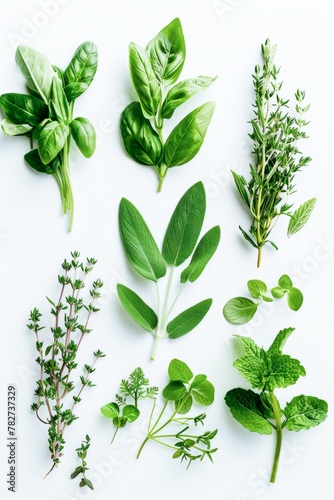 Assortment of Fresh Culinary Herbs Isolated on White Background