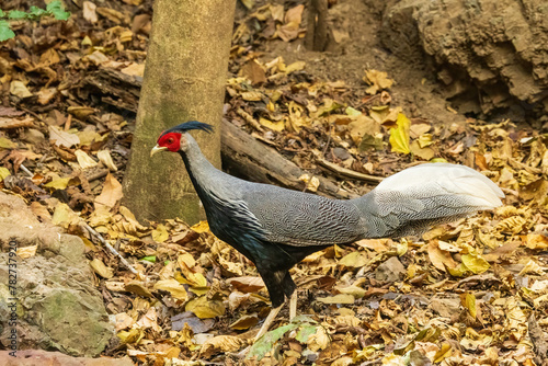 Native to South Asia, the Kalij Pheasant (Lophura leucomelanos) is a striking bird known for its glossy, iridescent plumage and distinctive black-and-white tail feathers.