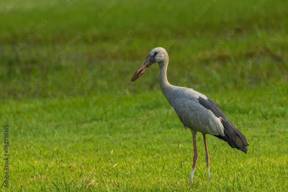 The Asian Openbill (Anastomus oscitans) is a distinctive stork species characterized by its unique bill, which has a distinctive gap between the upper and lower mandibles, resembling a 'bill clasp' The Asian Openbill (Anastomus oscitans) is a distinctive stork species characterized by its unique bill, which has a distinctive gap between the upper and lower mandibles, resembling a 'bill clasp'