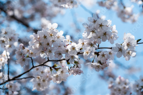 青空の下満開に咲いた桜の花