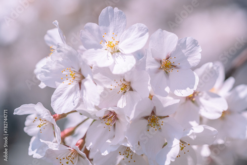 青空マクロ撮影：青空の下満開に咲いた桜の花の下満開に咲いた桜の花