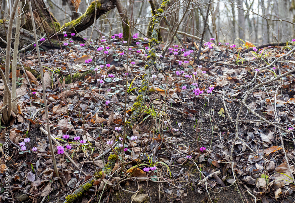 Obraz premium morning in the nature park, the first flowers, mountainous terrain and glades with vegetation