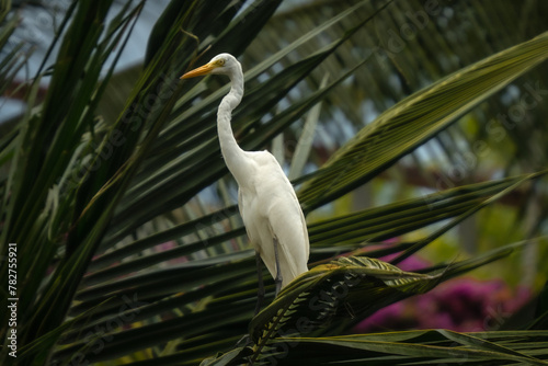 Eastern Great Egret in Asia