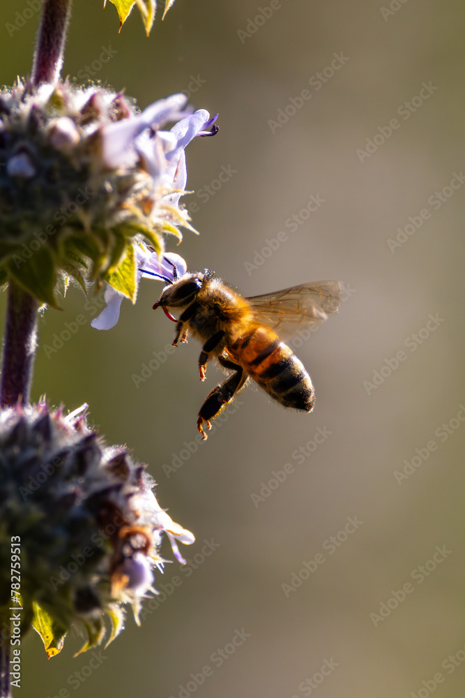 A flying honey bee with backlit A flying honey bee with backlit