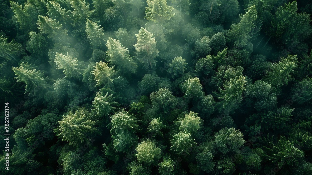 Obraz premium View Rainforest Background for International Day of Forests. The mystical nature of the rainforest. Beautiful nature landscape.