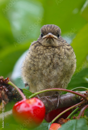 A baby bird sits on a cherry branch.