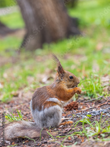 Squirrel eats a nut while sitting in green grass. Eurasian red squirrel, Sciurus vulgaris © Dmitrii Potashkin