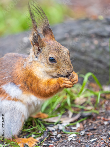 Close-up Portrait of Squirrel. Squirrel eats a nut while sitting in green grass.