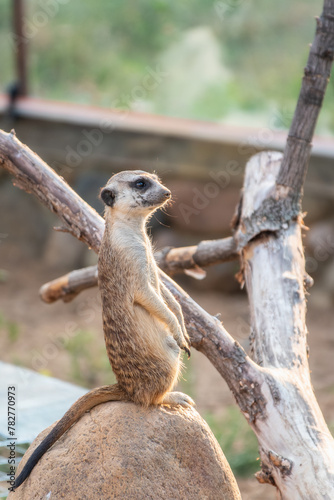 Meerkat  Suricata suricatta  on hind legs. Portrait of meerkat standing on hind legs with alert expression. Portrait of a funny meerkat sitting on its hind legs.