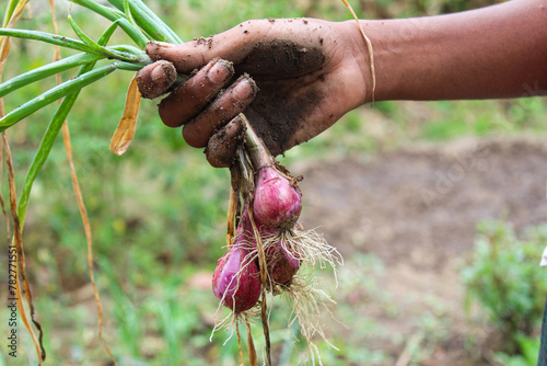 Holding Onions with hand after harvesting 