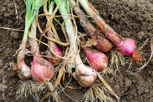 Onions after harvesting from soil 