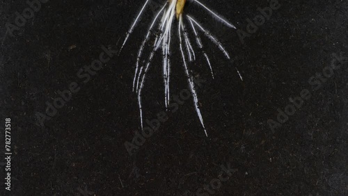 To visualise the root growth spelt ear was placed in a rhizobox filled with the dirt. Grains in the spelt ear were grown in rhizobox for 16 days.