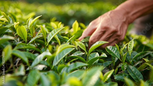 A person is carefully picking fresh tea leaves from a bush in a vibrant tea garden. Wallpaper. Background.