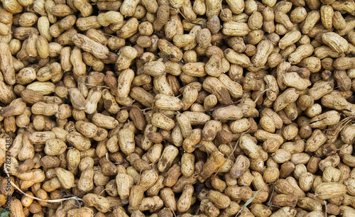 Peanuts after harvesting Close-up view 