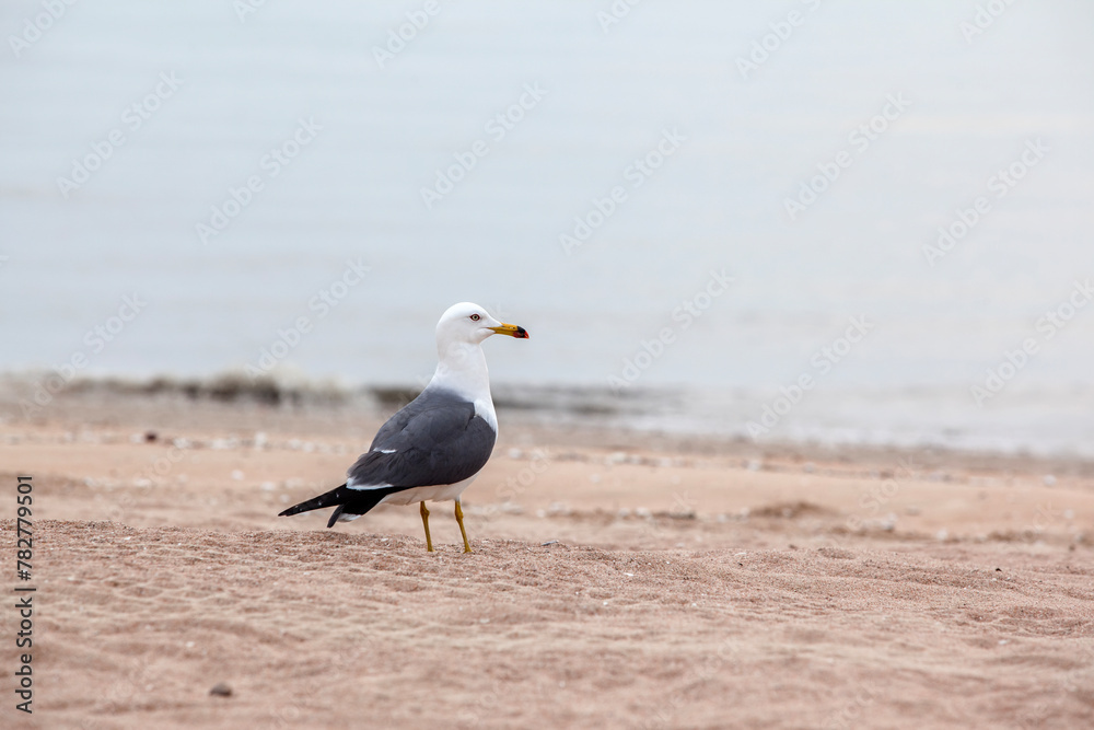 View of the seagull on the sand beach View of the seagull on the sand beach