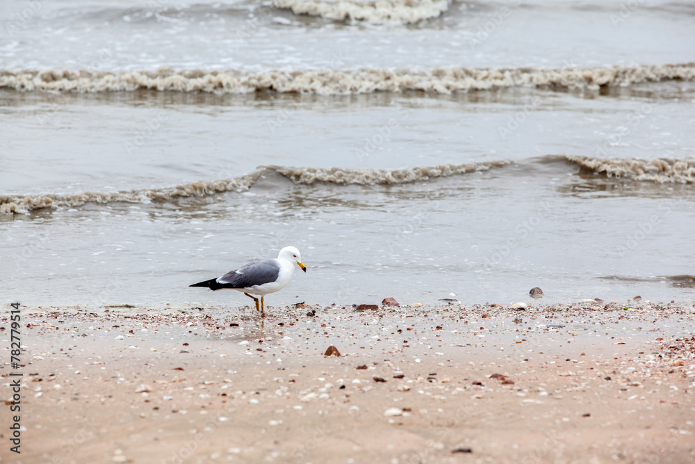 View of the seagull on the sand beach
