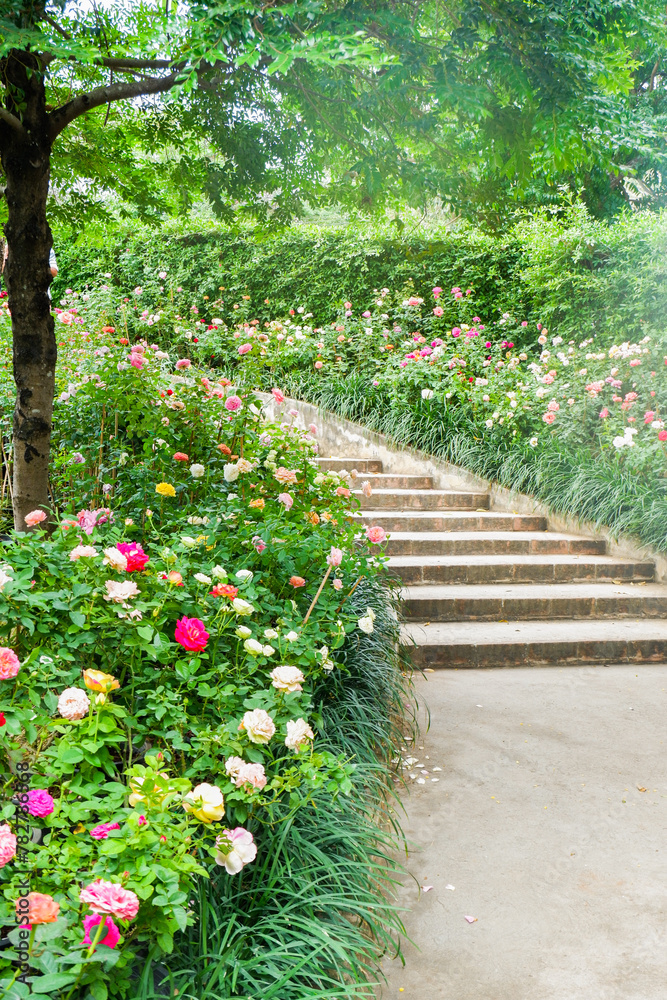 Сolorful roses in rose garden and pathway,English roses of different colors in english garden,Multicolored rose in flower garden..