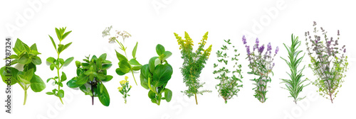 HD Aromatic Herbs