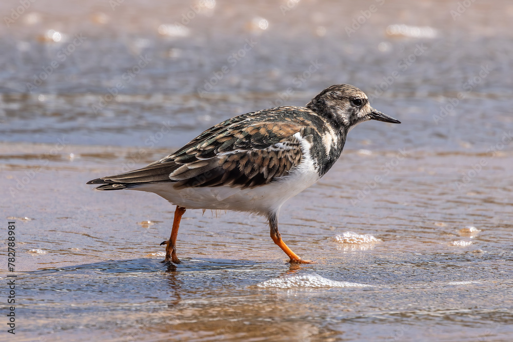 Ruddy Turnstone foraging by the water's edge Ruddy Turnstone foraging by the water's edge