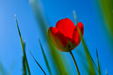 Red tulip with green blurred grass in the foreground against the blue sky