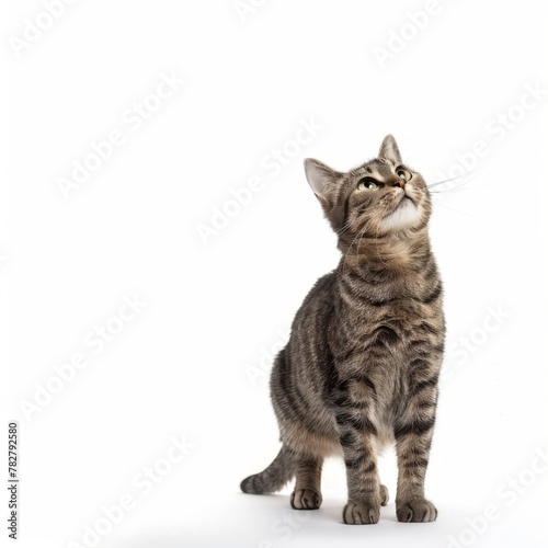Curious Tabby Cat Looking Upwards on White Background © zeng