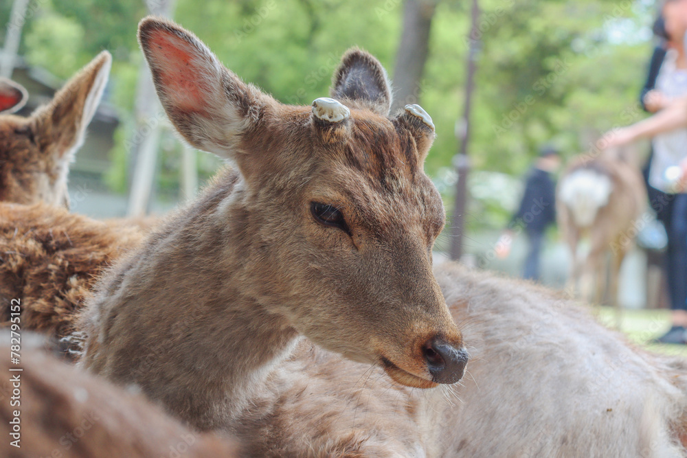 Fototapeta premium Sika deer, Japanese deer, Nara Park, Nara, Japan - Cervus nippon