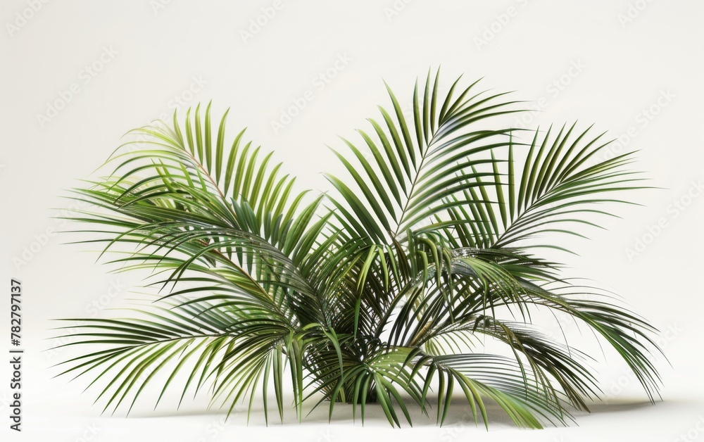 Fototapeta premium Green leaves isolated on white background and free copy space