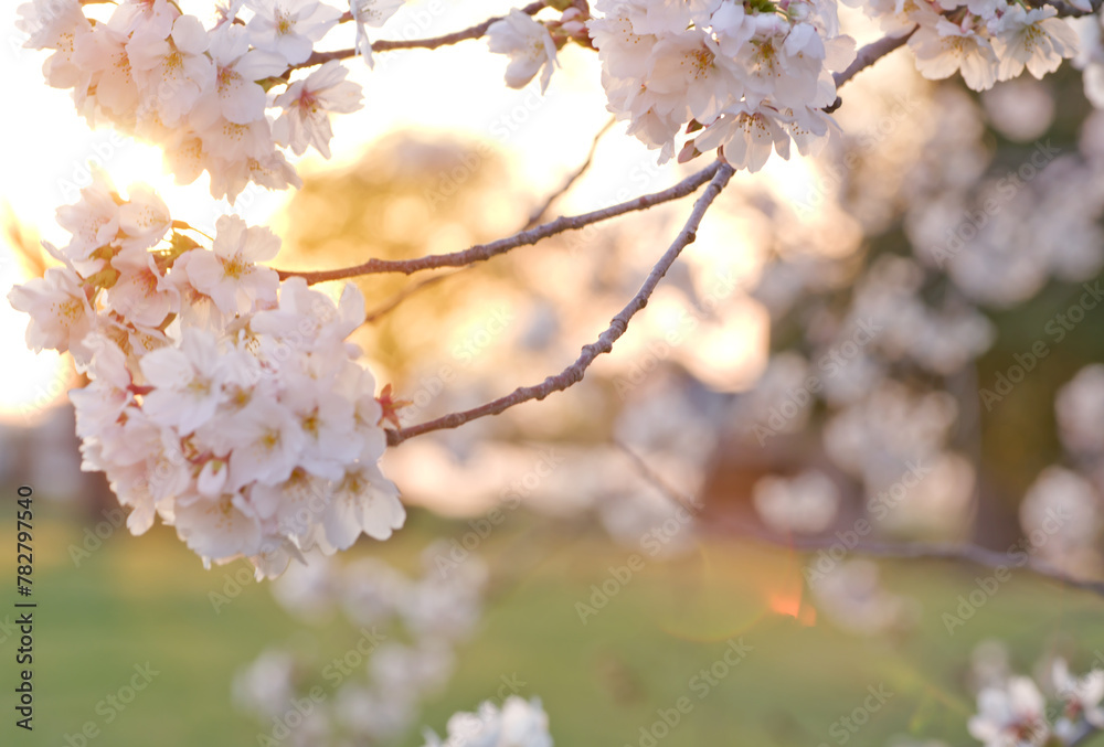 Obraz premium 夕日に照らされるソメイヨシノ桜とレンズフレア(ピンク)