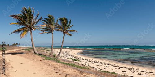 A beach with palm trees and a blue ocean