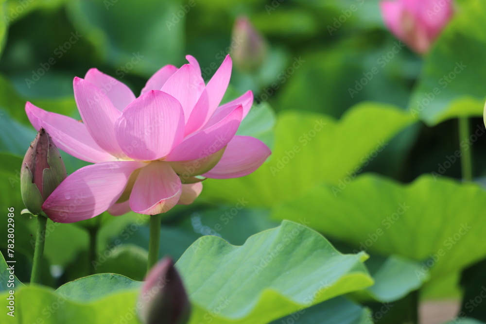 pink lotus flower