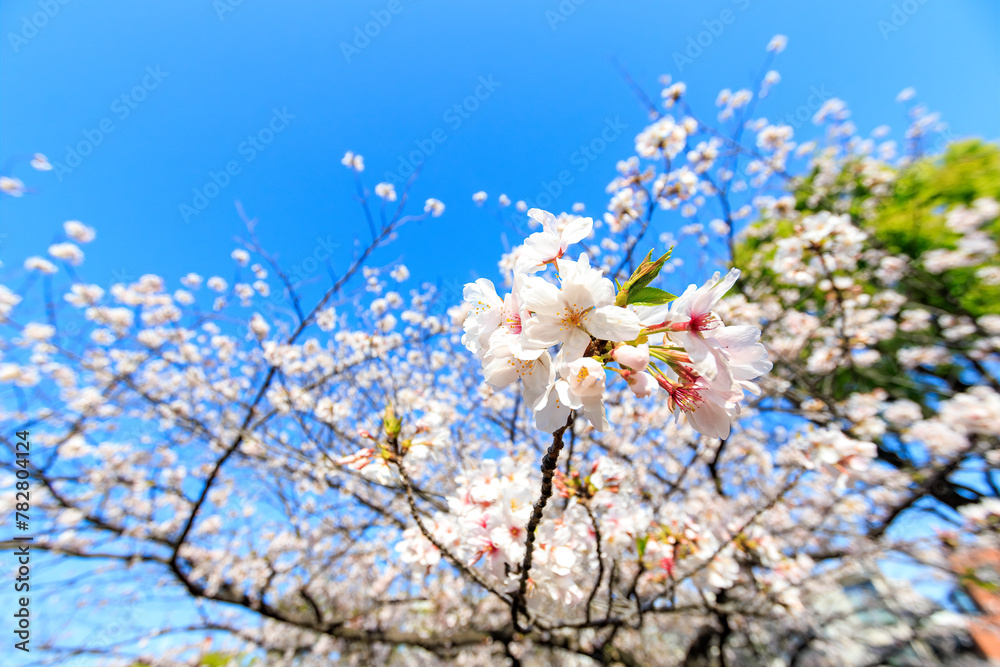 川辺で満開に咲く美しいソメイヨシノ(桜)。
日本国神奈川県横浜市鶴見区、鶴見川にて。
2024年4月10日撮影。
Beautiful Someiyoshino sakura (Cerasus x yedoensis, cherry blossom) in full bloom by the riverside.
川辺で満開に咲く美しいソメイヨシノ(桜)。
日本国神奈川県横浜市鶴見区、鶴見川にて。
2024年4月10日撮影。
Beautiful Someiyoshino sakura (Cerasus x yedoensis, cherry blossom) in full bloom by the riverside.