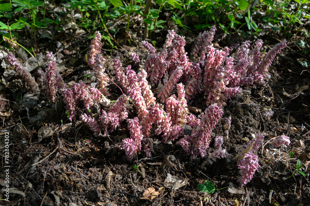 Pink flowers of Lathraea squamaria - medicinal plant Pink flowers of Lathraea squamaria - medicinal plant