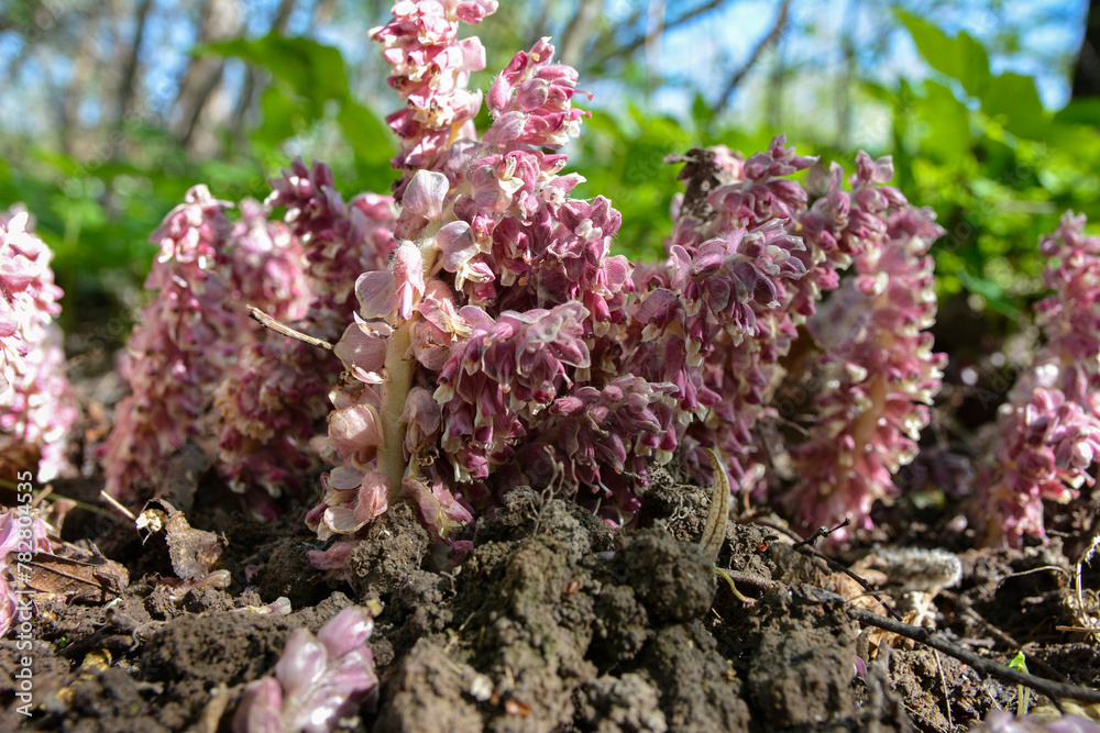 Pink flowers of Lathraea squamaria - medicinal plant Pink flowers of Lathraea squamaria - medicinal plant