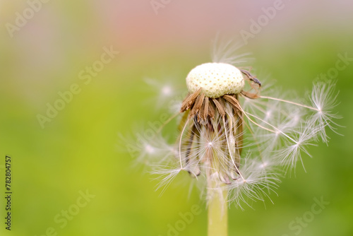 Dandelion seeds on a background of fresh greenery in the morning sun. macro photography  soft focus