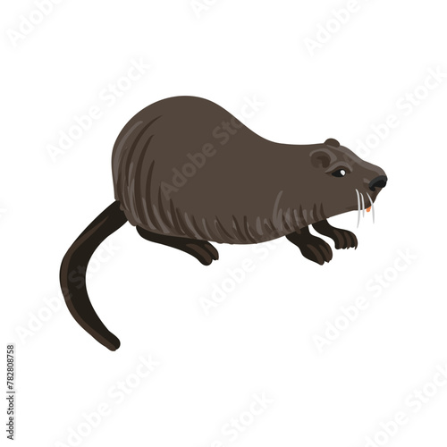 vector drawing nutria, coypu, cartoon animal isolated at white background, hand drawn illustration