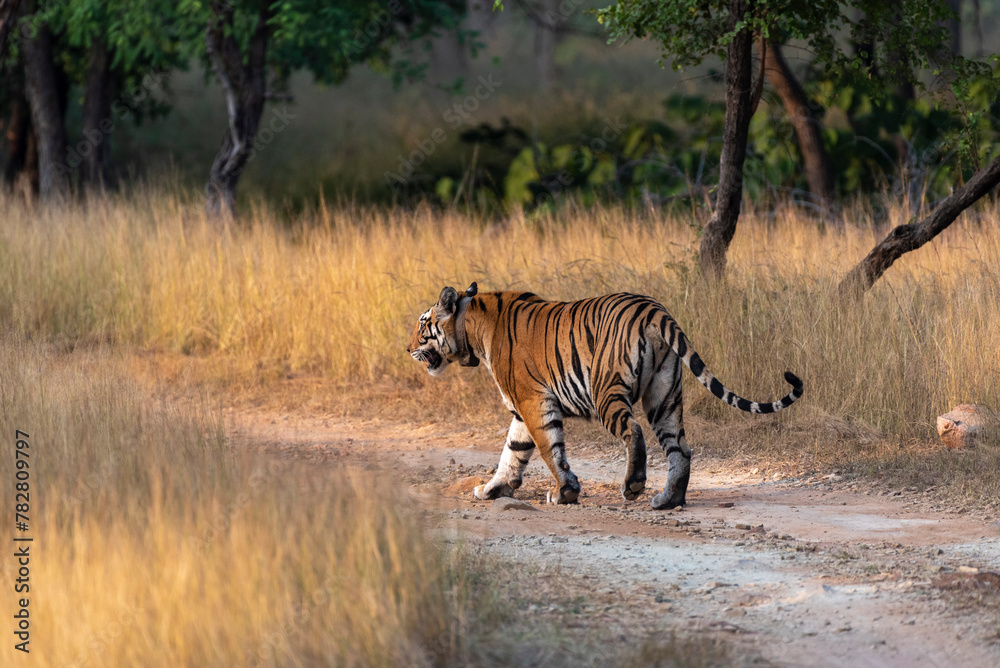 A tigress walking along the road in the forest of central India. Selective focus.