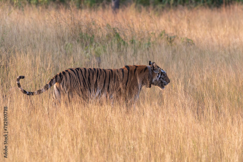 A tiger walking in the tall grasses of the grassland in the jungle. Selective focus.