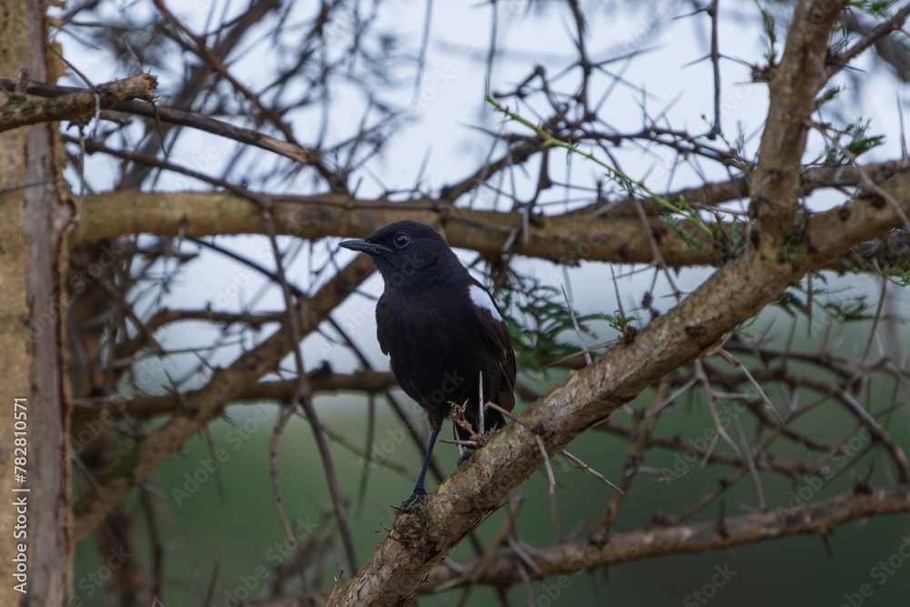 Sooty chat, (Myrmecocichla nigra) Sooty chat, (Myrmecocichla nigra)