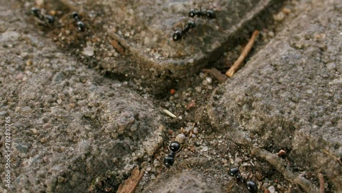 Black garden ants crawl around on concrete tiles. Close-up shot.