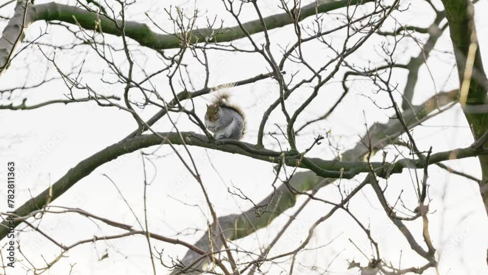 Single wild woodpigion sitting high up on a tree branch in the rain cleaning its plumage and resting Single wild woodpigion sitting high up on a tree branch in the rain cleaning its plumage and resting