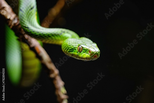 Close up of a green pit viper on a tree branch