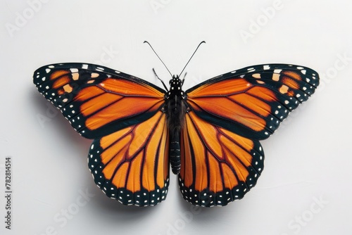 A single monarch butterfly, its wings shimmering with vibrant hues, poised delicately against a backdrop of pure white, symbolizing beauty and transformation. © Ibraheem