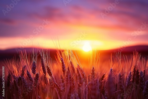 Wheat field at sunset, Beautiful Nature Sunset Landscape, Rural Scenery under Shining Sunlight