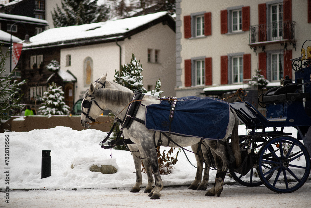 
The horses that pull carriages in Switzerland offer tourists a charming way to explore the city