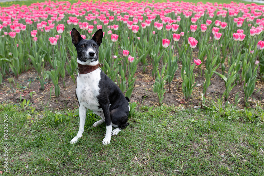Basenji dog poses against background of tulips in city garden Basenji dog poses against background of tulips in city garden