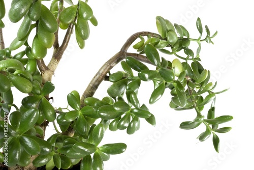 jade plant, lucky plant, money plant or money tree, Crassula ovata,  an original succulent plant for your home, elephant trunk, studio shot isolated on white background